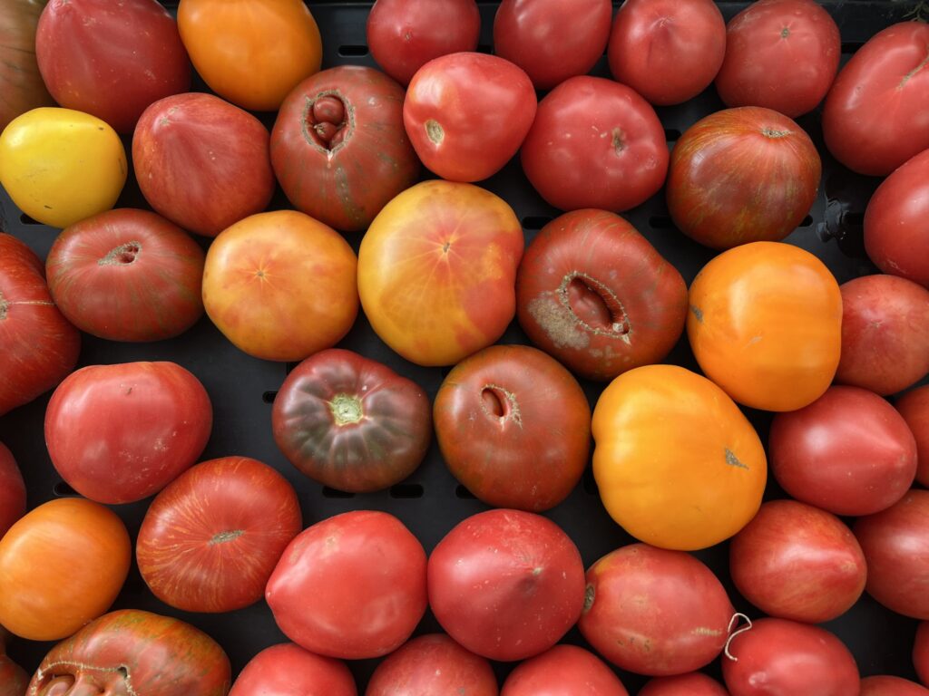 An overhead shot of different colored tomatoes